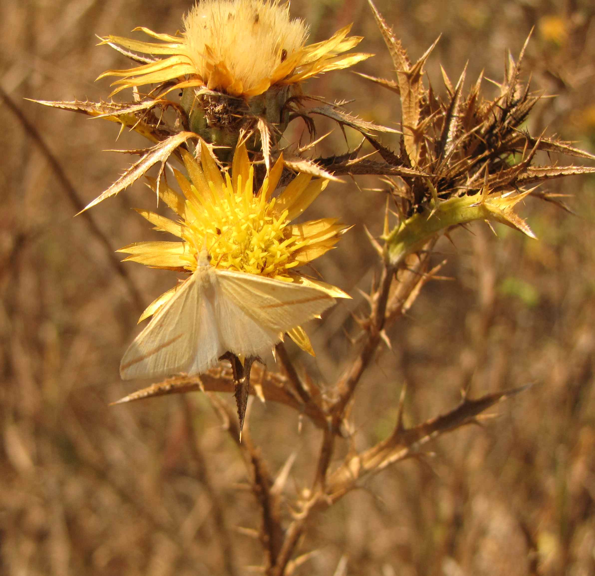 farfalle e graminaceae